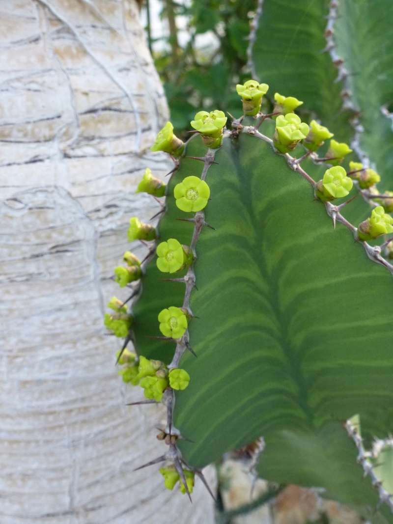 Euphorbia grandialata P1260313