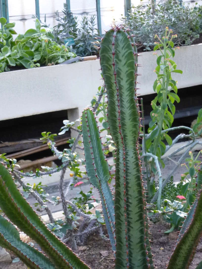 Euphorbia  confinalis  P1260315