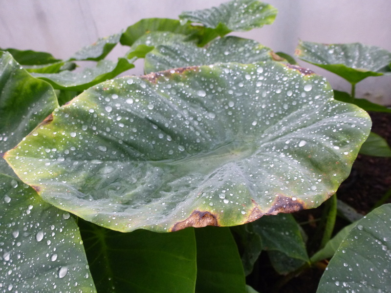 2 Araceae pleines de " perles " : Steudnenera kerii et Alocasia  esculenta Black Magic  P1260520