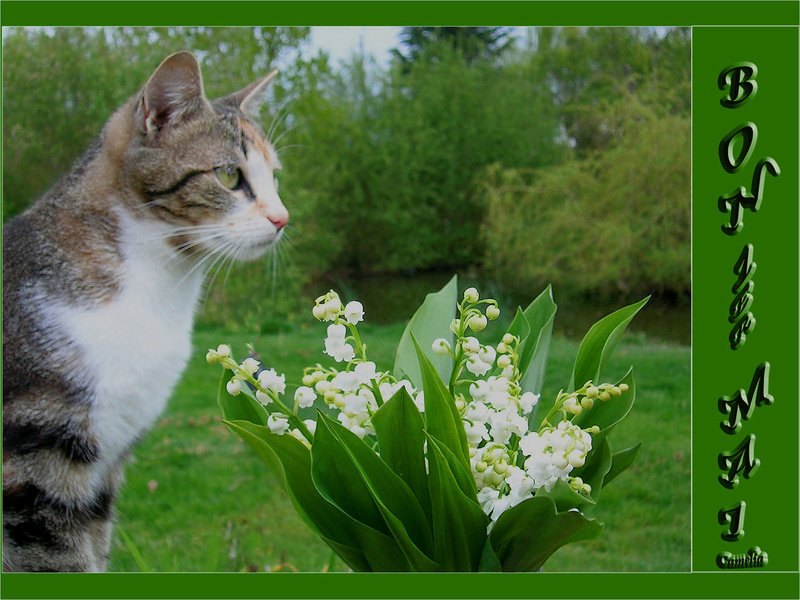 Viens chercher Bonheur Muguet10