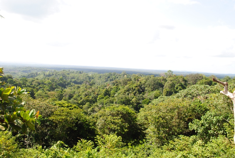 site perso + résumer complet sur mon voyage en Guyane Dsc_0064