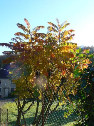 Les couleurs de l'automne P1090012