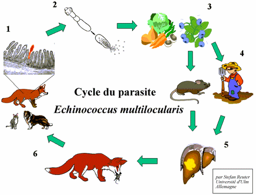 gibier et parasitoses Kgrhqj16