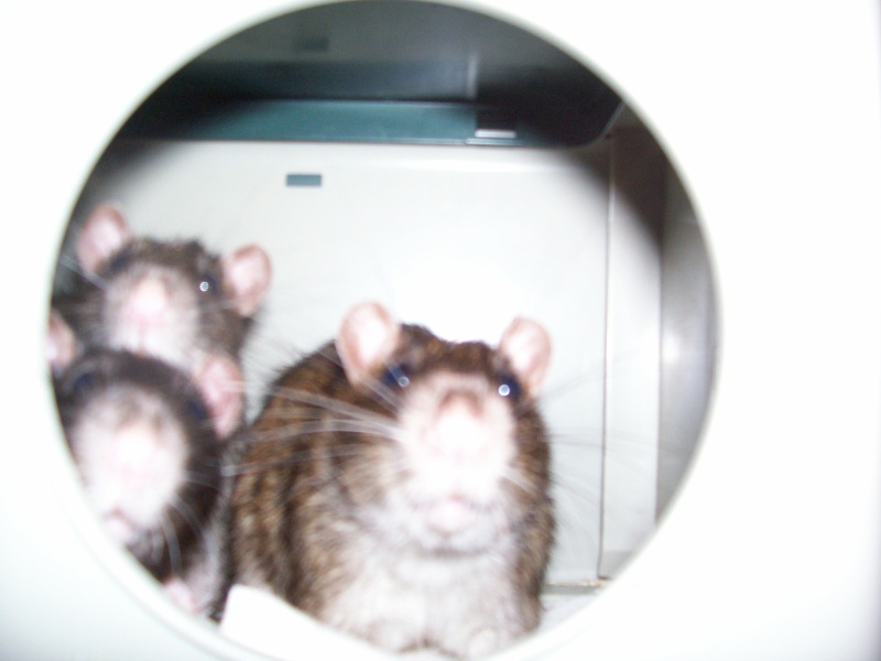 Rats mles et femelles dans le 17 URGENT ! 100_2512