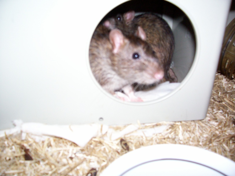 Rats mles et femelles dans le 17 URGENT ! 100_2514