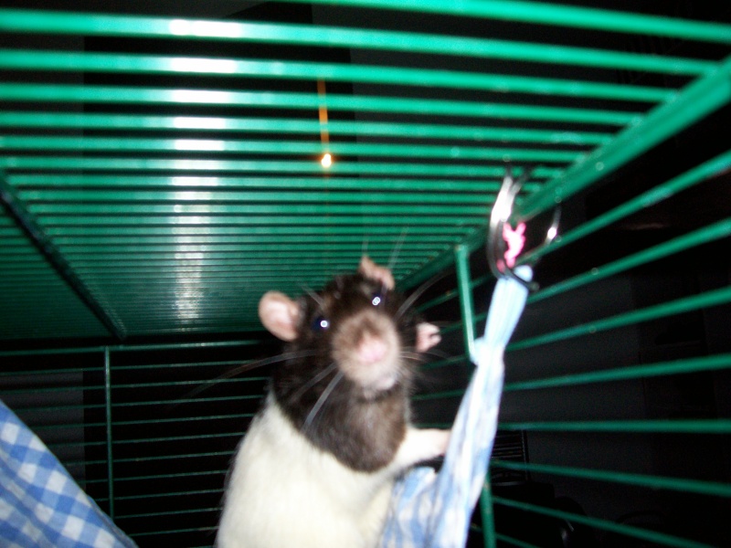 Rats mles et femelles dans le 17 URGENT ! 100_2610