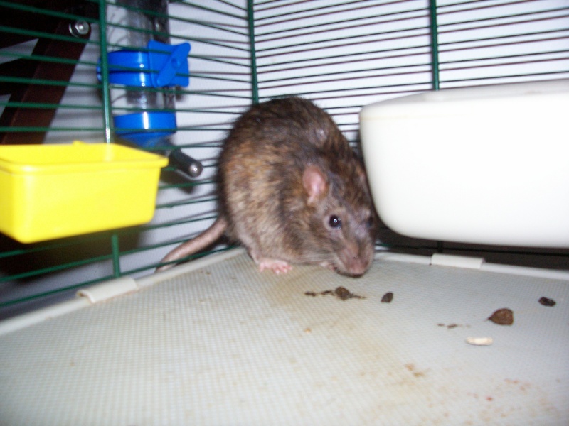 Rats mles et femelles dans le 17 URGENT ! 100_2611