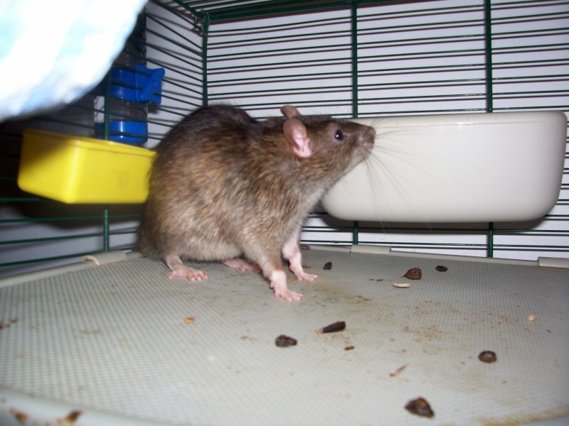 Rats mles et femelles dans le 17 URGENT ! 100_2612