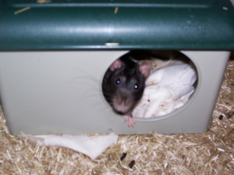 Rats mles et femelles dans le 17 URGENT ! 100_2613