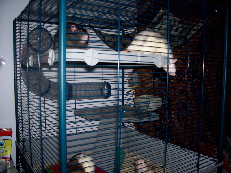 Furet Tower <photos de ma cage p.2> 102_2815