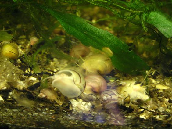 escargot - BE/FR Divers escargot(ampu, planorbes,asolène)& guppy Ampull13