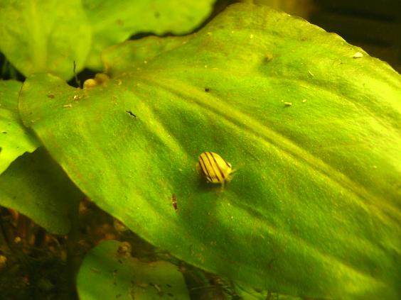 escargot - BE/FR Divers escargot(ampu, planorbes,asolène)& guppy Asolen10