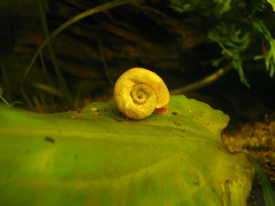 escargot - BE/FR Divers escargot(ampu, planorbes,asolène)& guppy Planor10