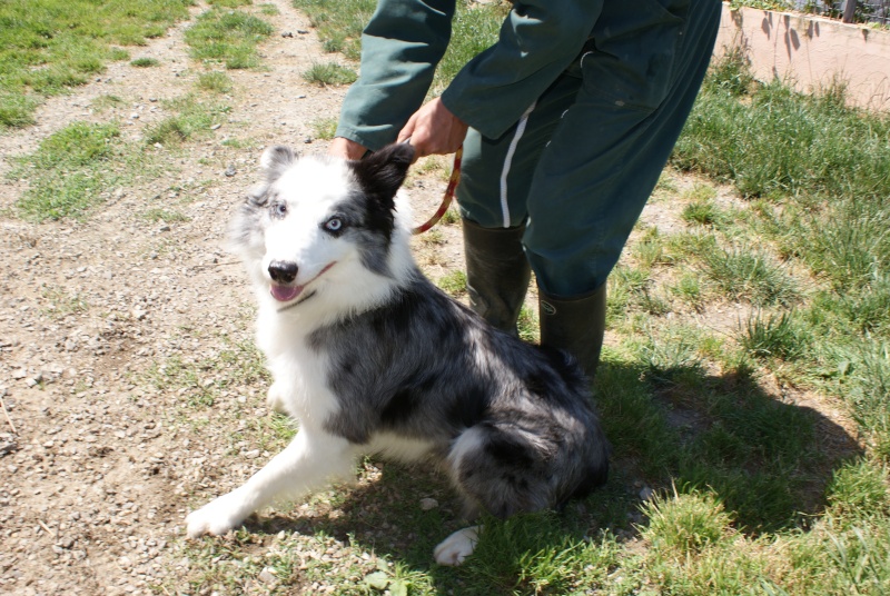 Blue - Border collie - Mle (64500 st jean de luz) Dsc05010