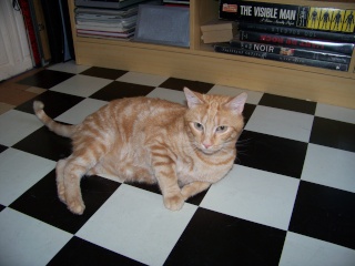Roméo, magnifique chat roux d'un an (adopté) Photo_63