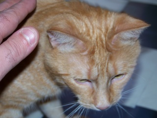 Roméo, magnifique chat roux d'un an (adopté) Photo_64