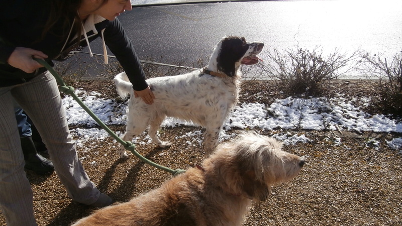 broc - CYBELLE - griffon 11 ans  et BLACK  griffon 14 ans - Sos Animaux à Le Broc (63) - adoptés par  Everclown P2107122