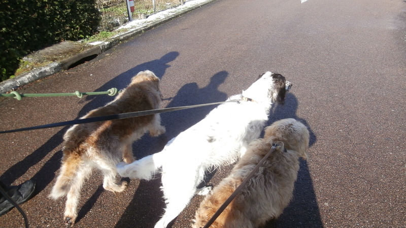 broc - CYBELLE - griffon 11 ans  et BLACK  griffon 14 ans - Sos Animaux à Le Broc (63) - adoptés par  Everclown P2107126