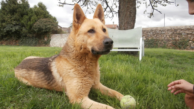 BETTY (Femelle berger allemand) - Page 2 P4147321