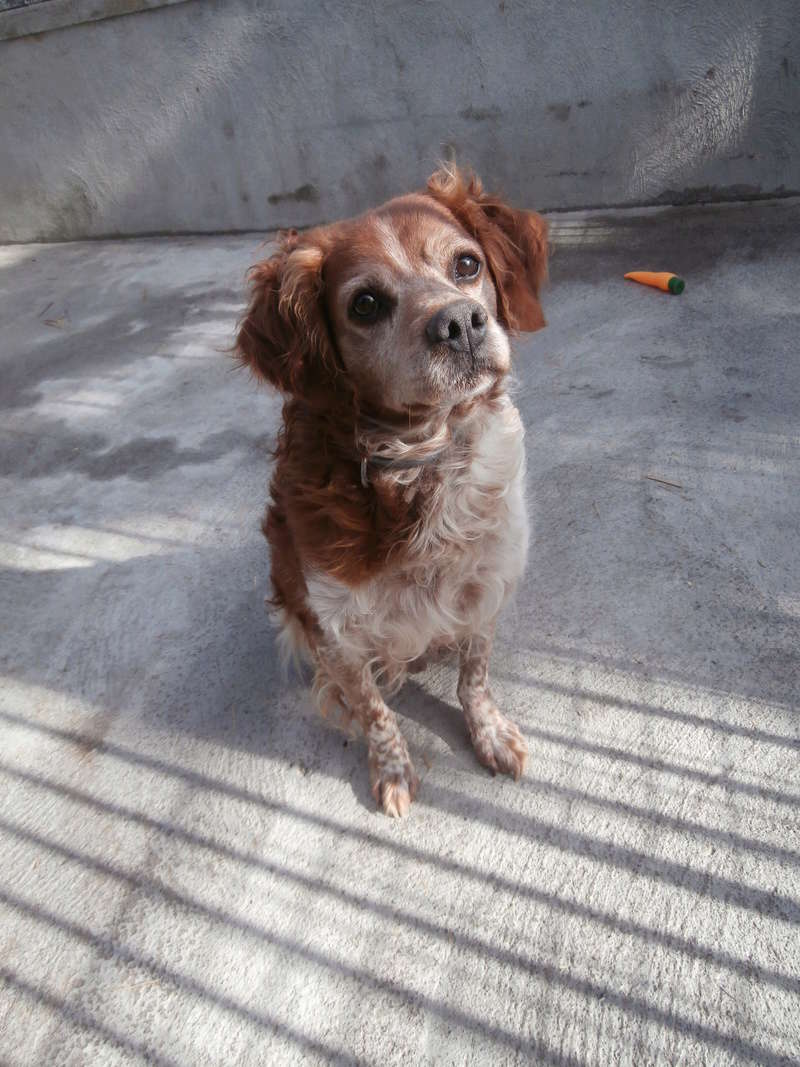 BOBY - epagneul breton 10 ans - Sos Animaux à Le Broc (63) Pb016817