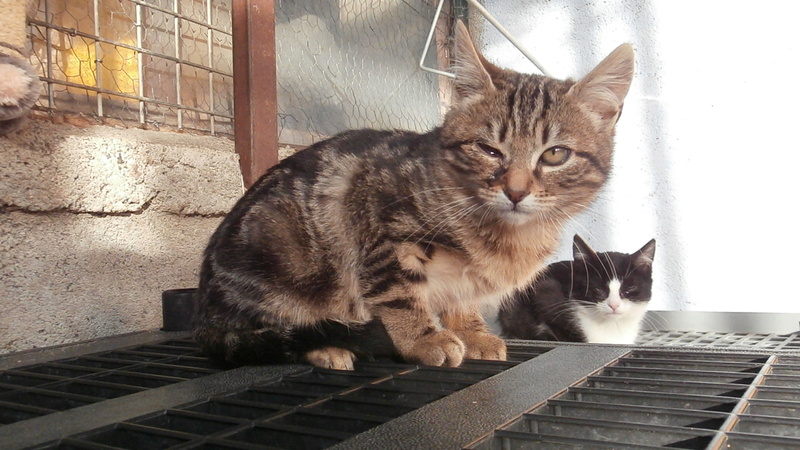 Jenny, Jammy et Joly (chatons européen) Pb156816