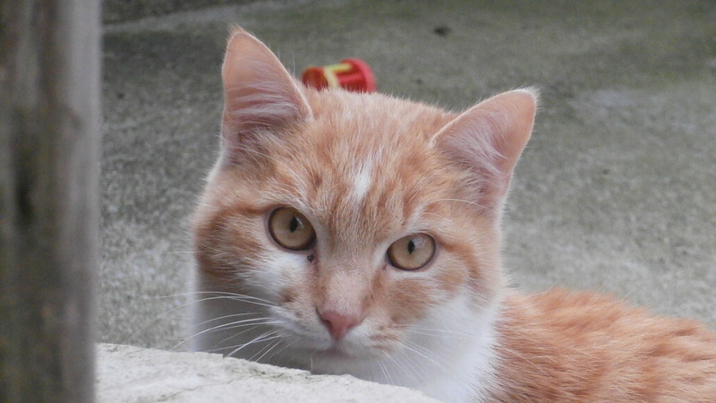 TORNADO (chat roux et blanc) Pb186817