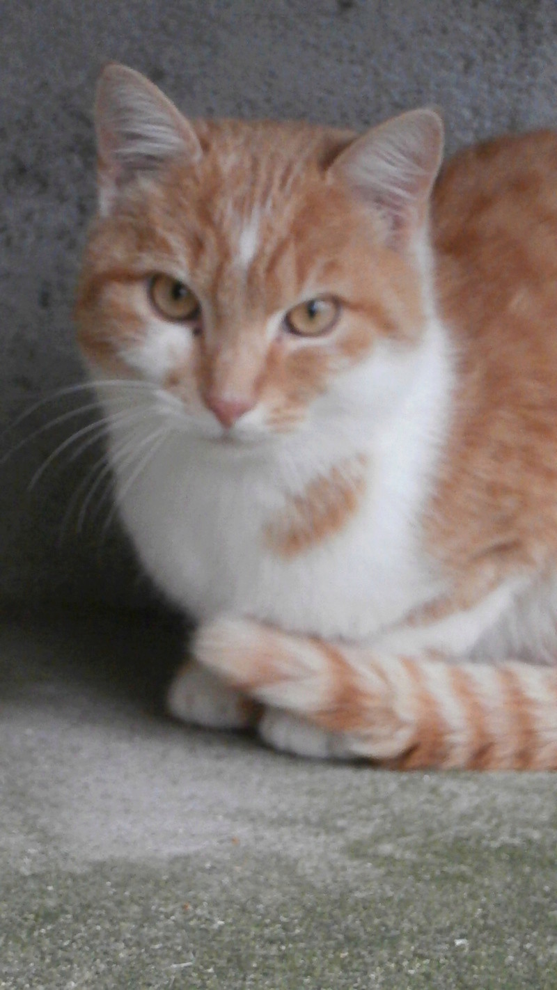 TORNADO (chat roux et blanc) Pb186818