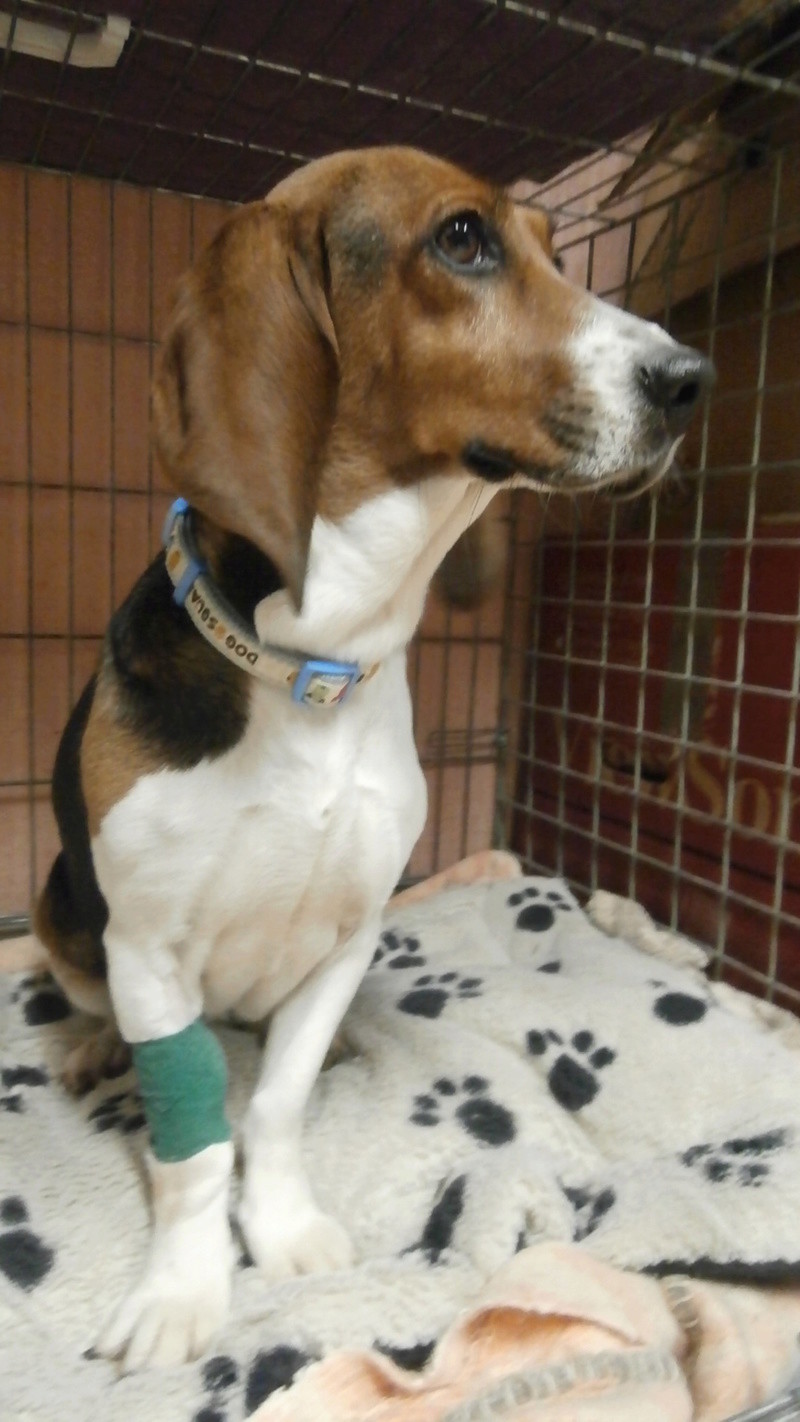 LOLI (femelle beagle) Pc136915
