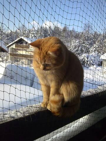 Systemes De Protection Pour Vos Chats
