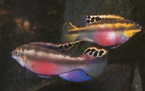 Cichlides nain Pelvicachromis kribensis pulcher Couple10