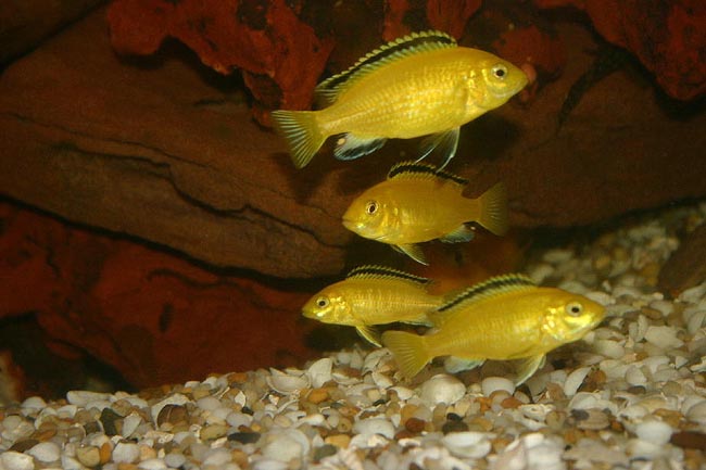 Cichlides malawi Labidochromis caeruleus lion's cove Labido10