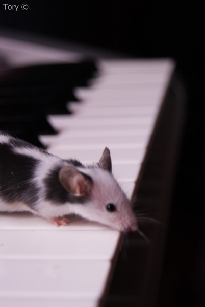 Le ptit Gertrude :) Piano10