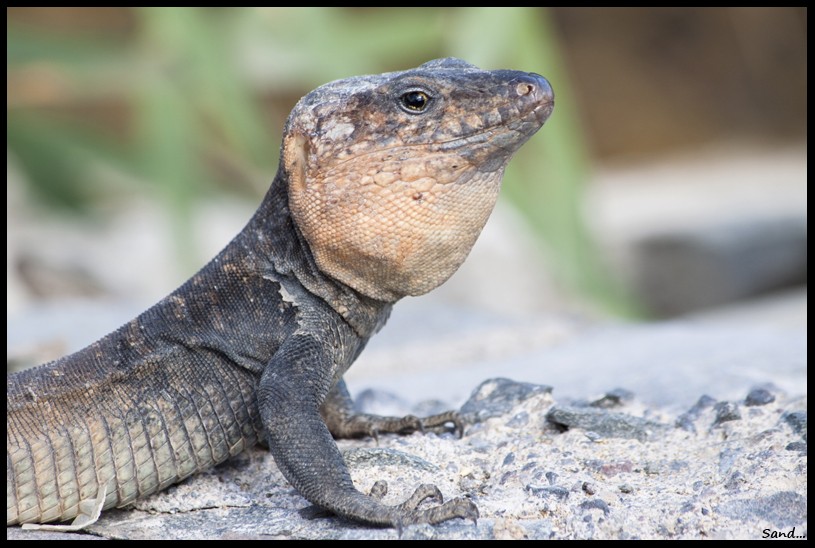 Autre rencontre reptilienne... Img_5611