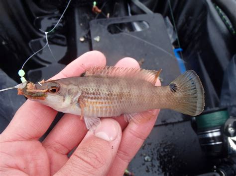 Wrasse  and rockling I.D pics Goldsi11