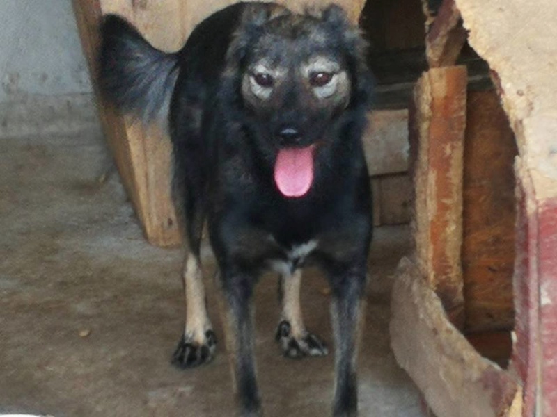 NOUKA (ex DORA) - femelle croisée de taille moyenne, née environ février 2014 - CHEZ ALINA & ANDA. adoptée par Frédéric (depart57) 21616310