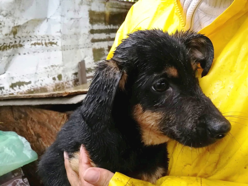 MOSHE - mâle croisé de taille moyenne adulte, né environ août 2017 - CHEZ ALINA & ANDA. Adopté par Céline (depart95) 22289911