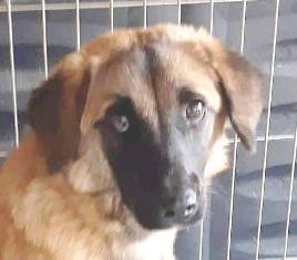 FAUVE - femelle, croisée malinois, taille petite à moyenne, née janvier 2017 (PASCANI) - REMEMBER ME LAND - Adoptée par Dora et Jean-Baptiste (75) 22768011