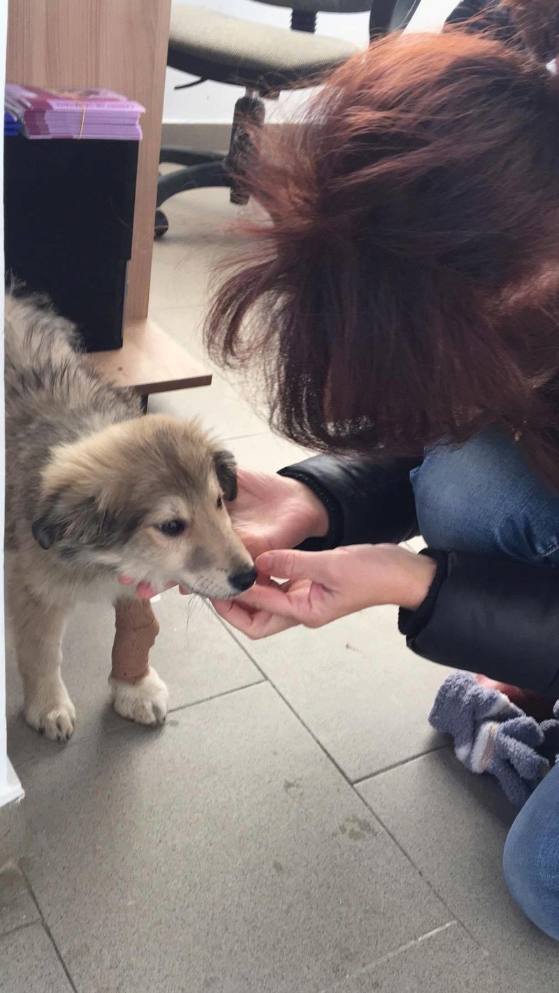 NAÏKA (ex RUBINA) - femelle croisée Colley de taille moyenne adulte, née en aout 2017- Adoptée par Johan et Lisa (67) 23191510