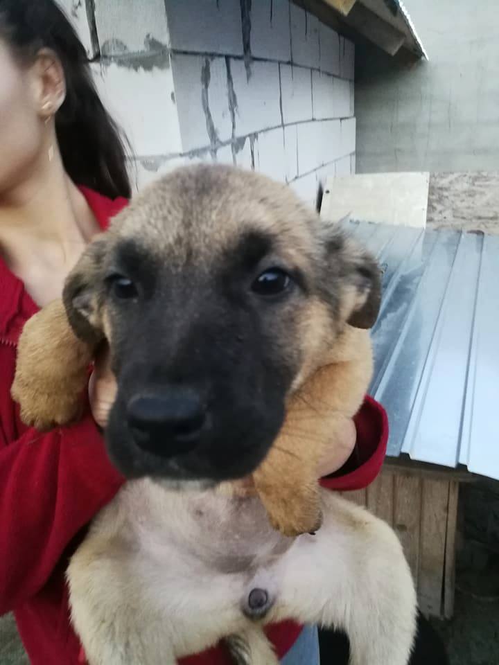 KAYA - femelle croisée, de taille moyenne adulte, née en septembre 2017 - CHEZ ALINA & ANDA. Adoptée par Camille et Alexandre (depart 25) 25507710