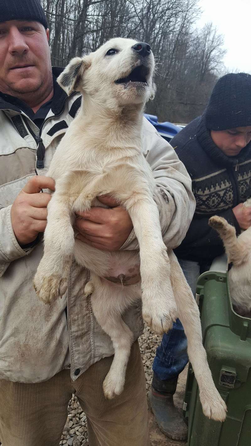  PABLO - mâle croisé de taille moyenne à grande adulte, né en septembre 2017 - REMEMBER ME LAND - Adopté par Adélie (10) 26772710