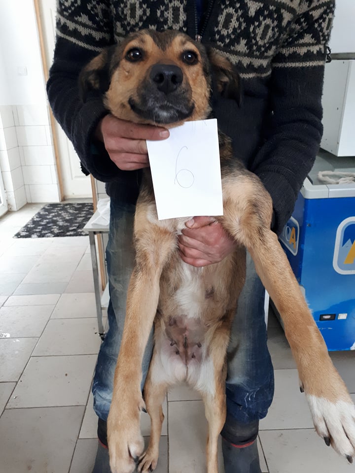 CRYSTALE - femelle, de taille moyenne, née environ environ janvier 2016. Timide - (PASCANI) - REMEMBER ME LAND - Adoptée par Morgane (42) 26940510