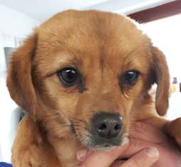 GULLIVER -mâle de taille toute petite (3 kgs), né fin 2015, amical (PASCANI) - REMEMBER ME LAND - décédé 27845711