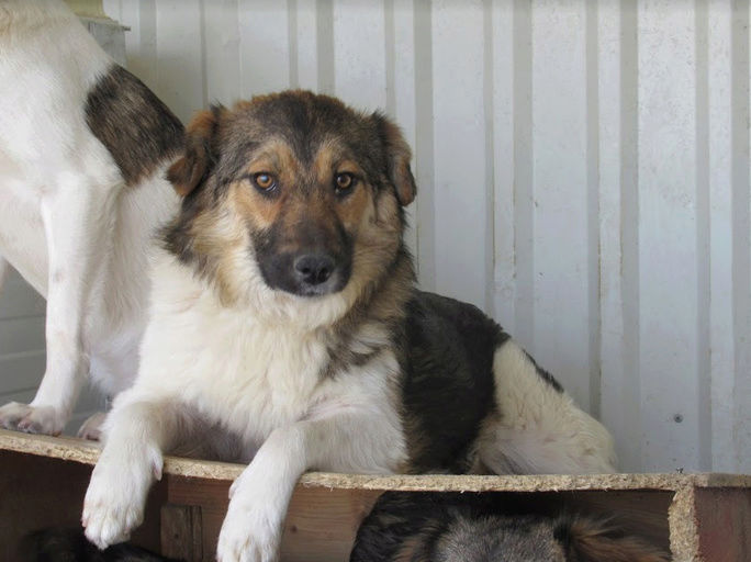 PONYO (PANAMA) - femelle croisée de taille moyenne adulte, née septembre 2017 (PASCANI) -ADOPTEE PAR  CLEMENTINE (Belgique) 32792410