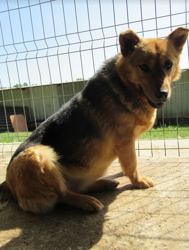 GALIX - femelle croisée Berger Allemand de taille moyenne, née environ mai 2015 (PASCANI) -Adoptée par AMELIE (74)  33468410