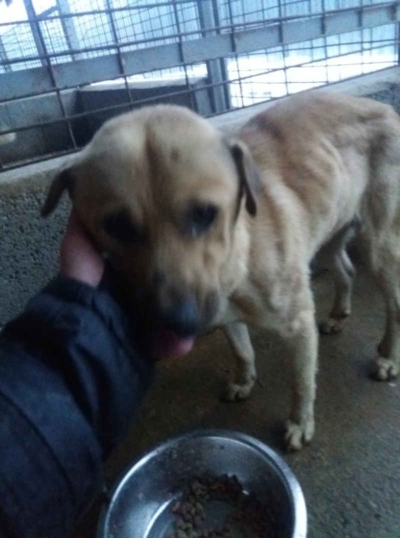 PIMOUSS - mâle croisé de taille petite à moyenne, né environ en mai 2013  (PIATRA NEAMT) - adopté par Rémi (Belgique)  47251610