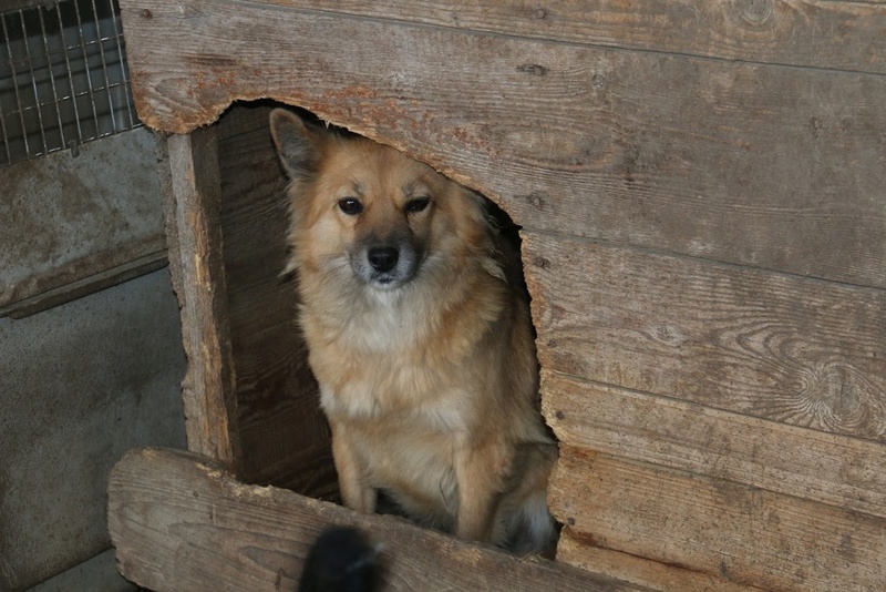 TILKY (ex PENNY) - femelle croisée de taille petite à moyenne, née en 2014 ( PASCANI) - REMEMBER ME LAND - Adoptée PAR JOHANNA (21) Penny10