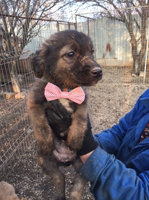 LAYCA (ex PENNY) - jolie femelle croisée de taille petite à moyenne à l'âge adulte, née environ septembre 2017 (BUCAREST) CARMINA - ADOPTEE PAR TANIA (30) Penny11