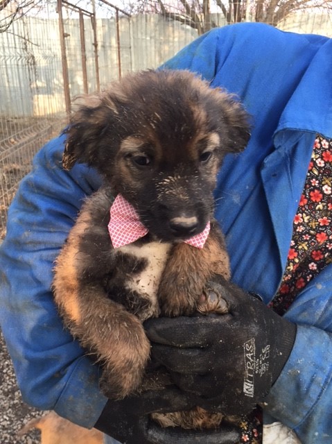 LAYCA (ex PENNY) - jolie femelle croisée de taille petite à moyenne à l'âge adulte, née environ septembre 2017 (BUCAREST) CARMINA - ADOPTEE PAR TANIA (30) Penny710