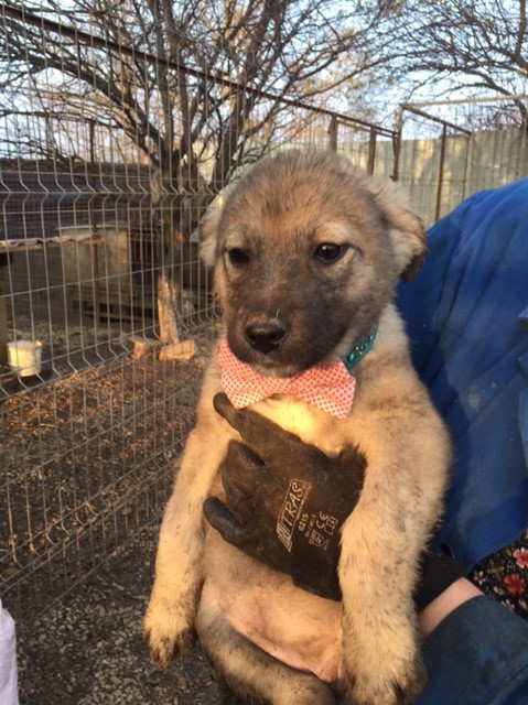 SUNNY - jolie femelle croisée de taille petite à moyenne à l'âge adulte, née octobre 2017. Amicale et sociable (BUCAREST) CARMINA Sunny310
