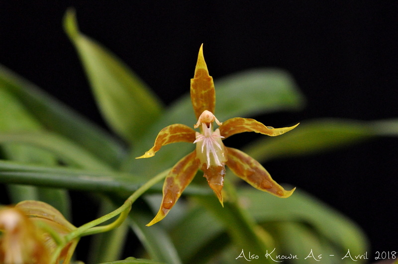 Oncidium cristatum Petitc11